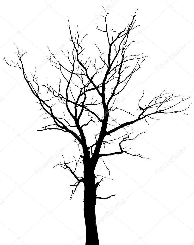 Google Image Result For Http Static8 Depositphotos Com 1000147 964 V 950 Depositphotos 9646265 Silhouette Of Dead T Tree Silhouette Picture Tree Tree Drawing