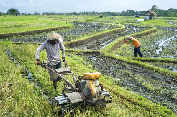 Rice field worker