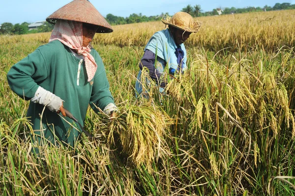 Rice field worker