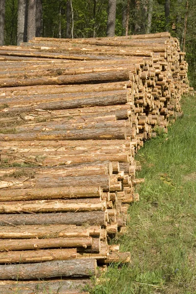 Lumber in a forest.