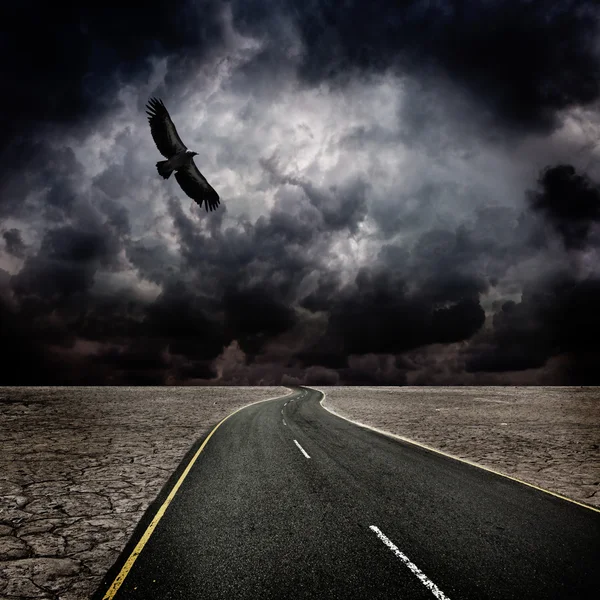 Storm, bird, road in desert