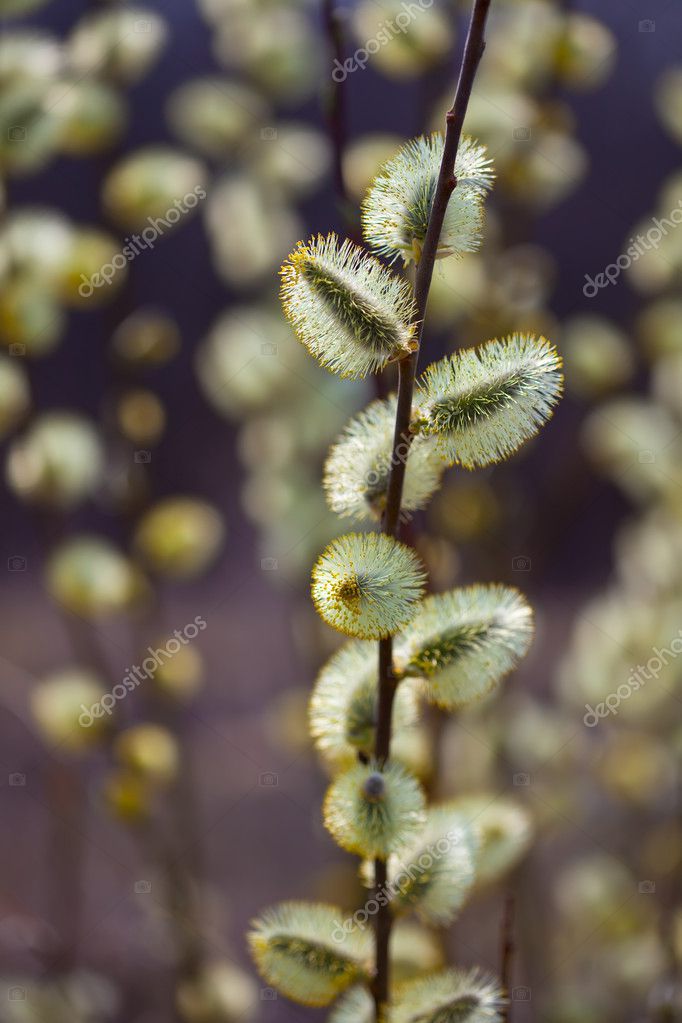 Pussy Willow Branches Stock Photo By Jim Filim