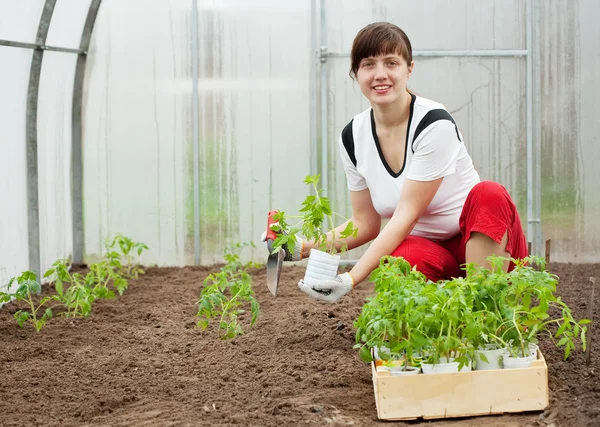 Woman planting tomato seedling