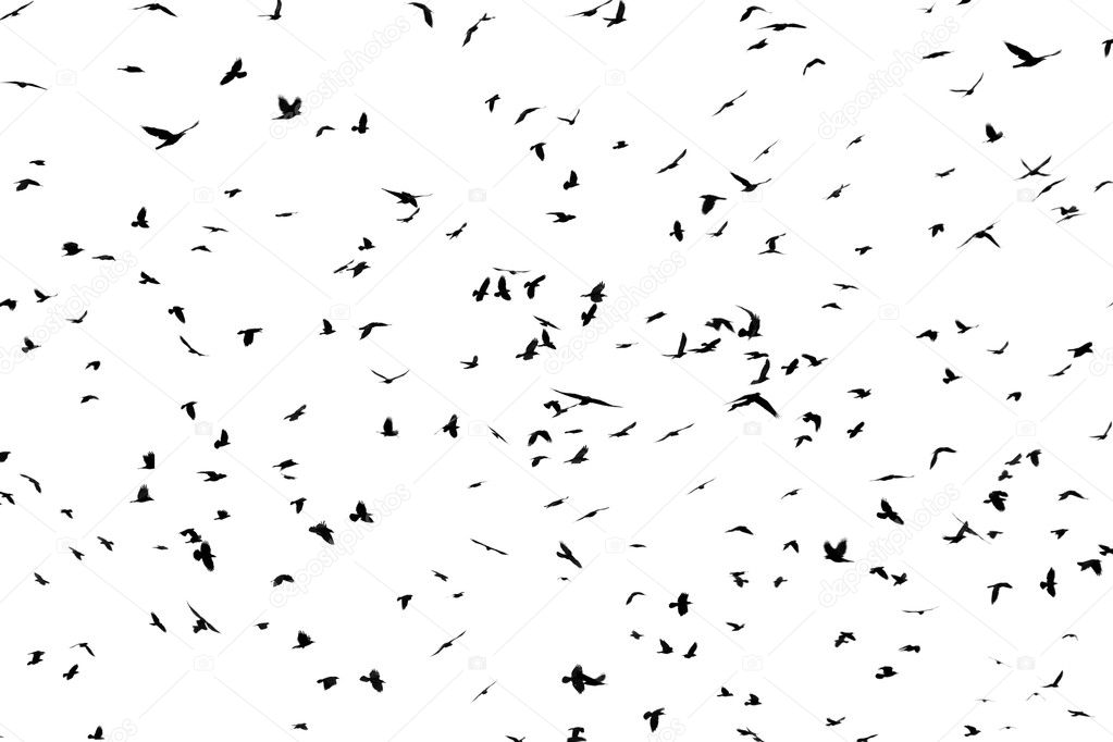 flocks of crows meaning