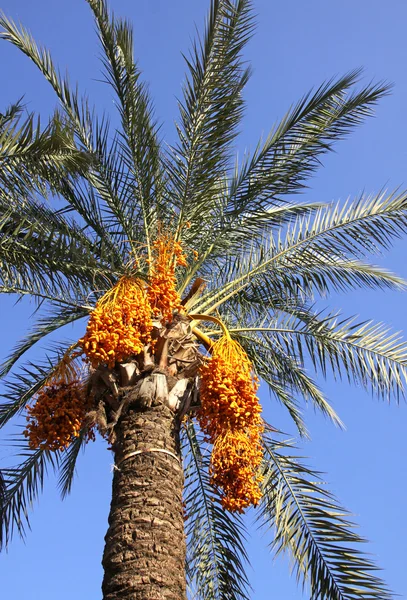 Date palm tree with dates