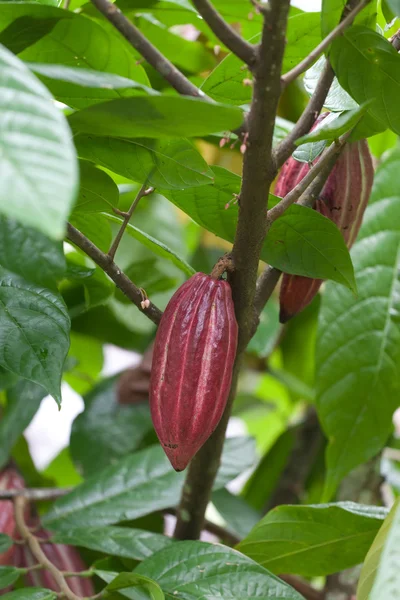 Cocoa tree with pods