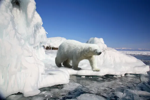 Polar bear standing on the ice block