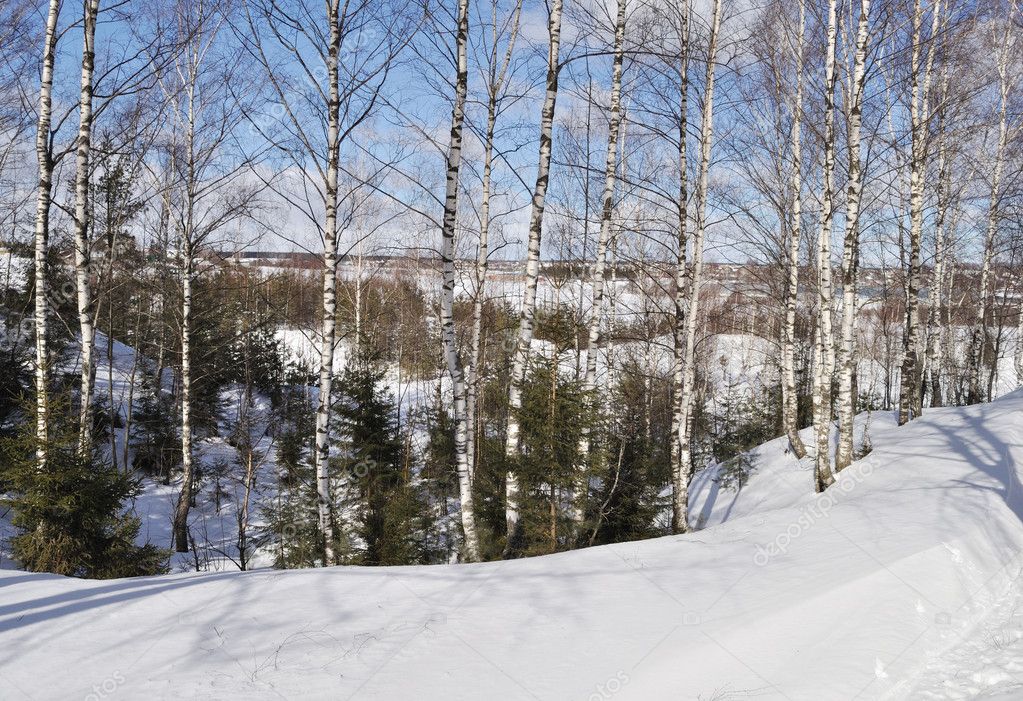 Birch Trees Winter