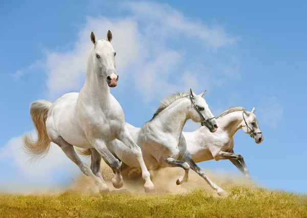 White horses — Stock Photo #10631386