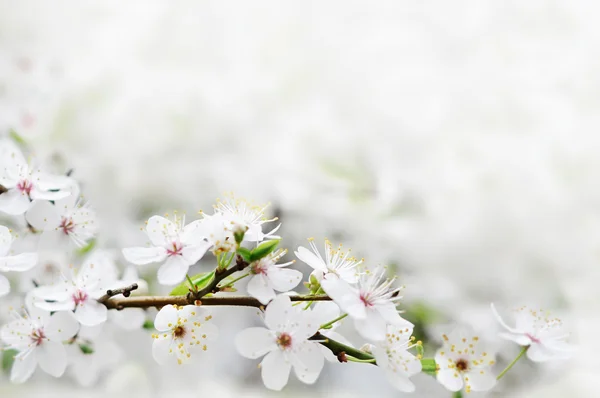 White spring flowers on a tree branch