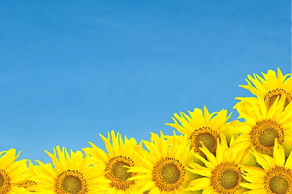 Sunflowers over blue cloudy sky