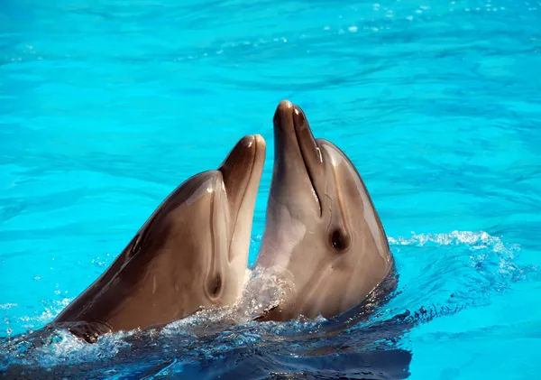 Dolphin\'s dancing