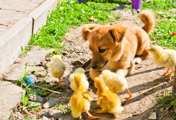 Funny puppy with small chickens