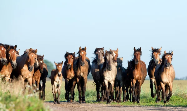 Wild horses runs gallop in field