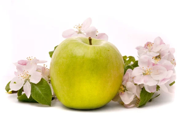 Ripe Green Apple and apple-tree blossoms on a white background