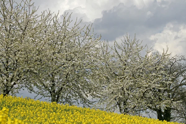 Cherry trees with rape field, Lower Saxony, Germany, Europe