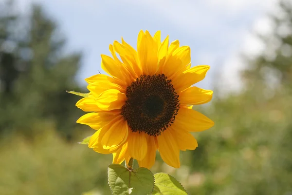 Sunflower, back light, Helianthus-Hybrid in July