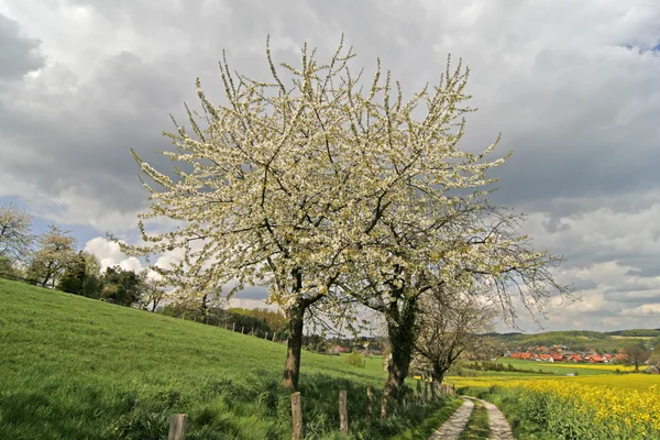 Footpath with rape field and cherry trees in Hagen, Lower Saxony, Germany