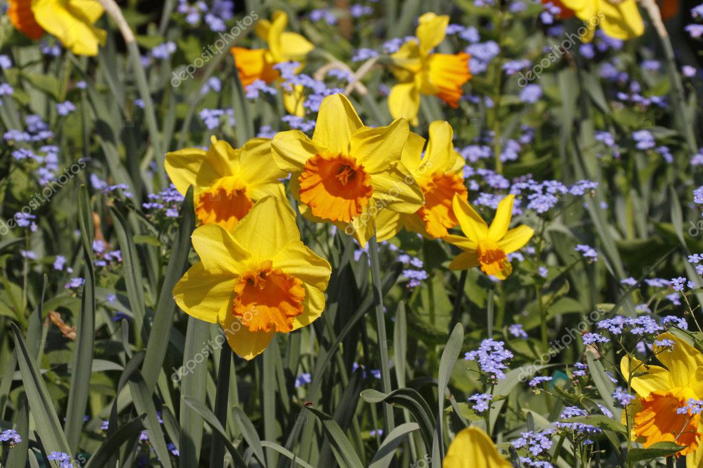 Lent Lilies