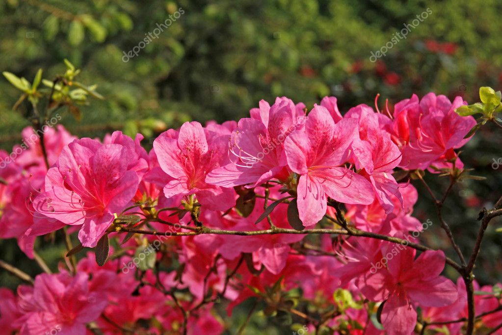 japanese rhododendron