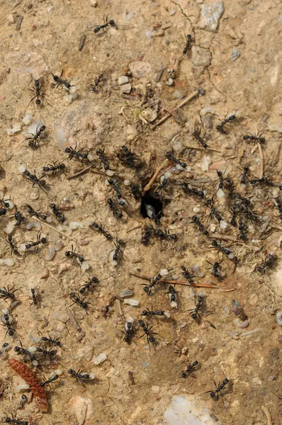 Ant workers carry larva out of the nest