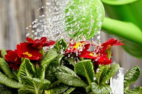 Close up on water pouring from watering can onto blooming flower