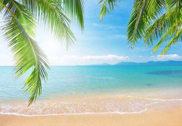 Beach with coconut palm and sea