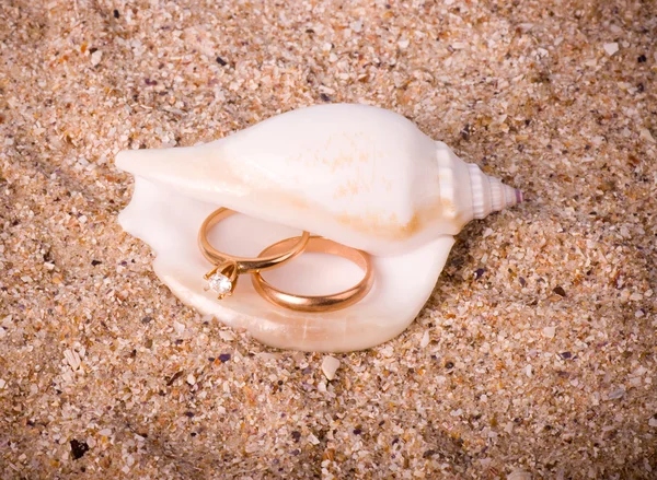 Beautiful exotic shell with golden wedding rings