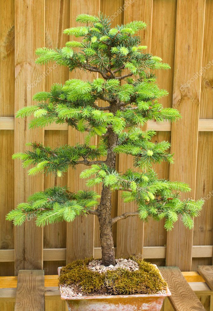 Dwarf Fir