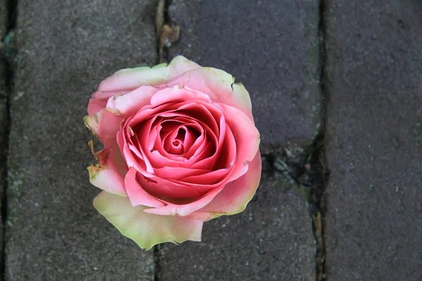 Close up of big pink rose on pavement
