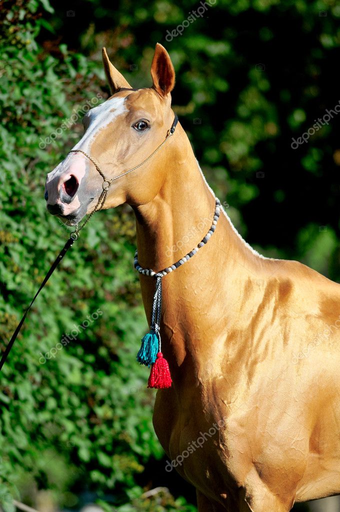 A Golden Horse