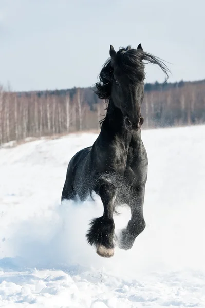 Black horse portrait in motion on the snow
