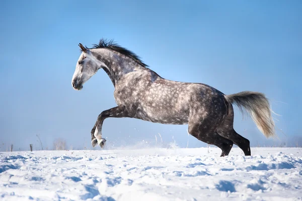 White (grey) horse portrait in motion in the winter