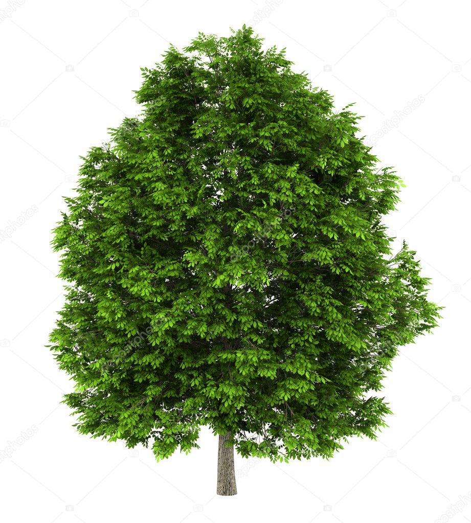 European Trees