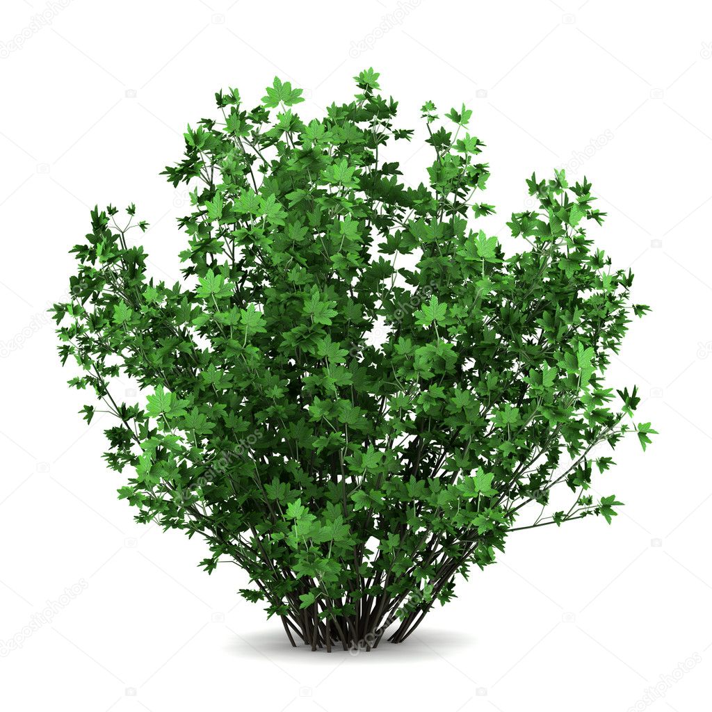 Shrub White Background