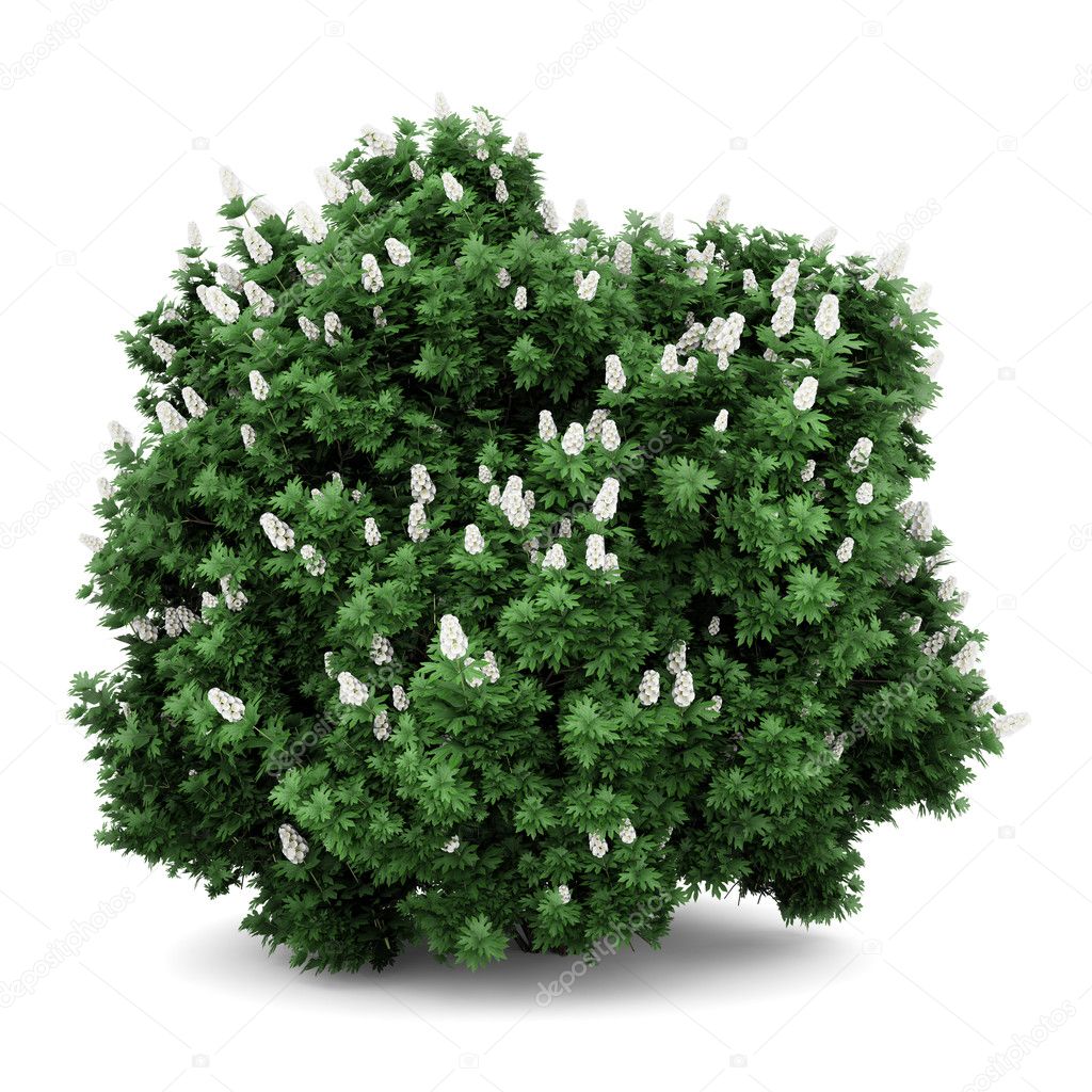 Shrub White Background