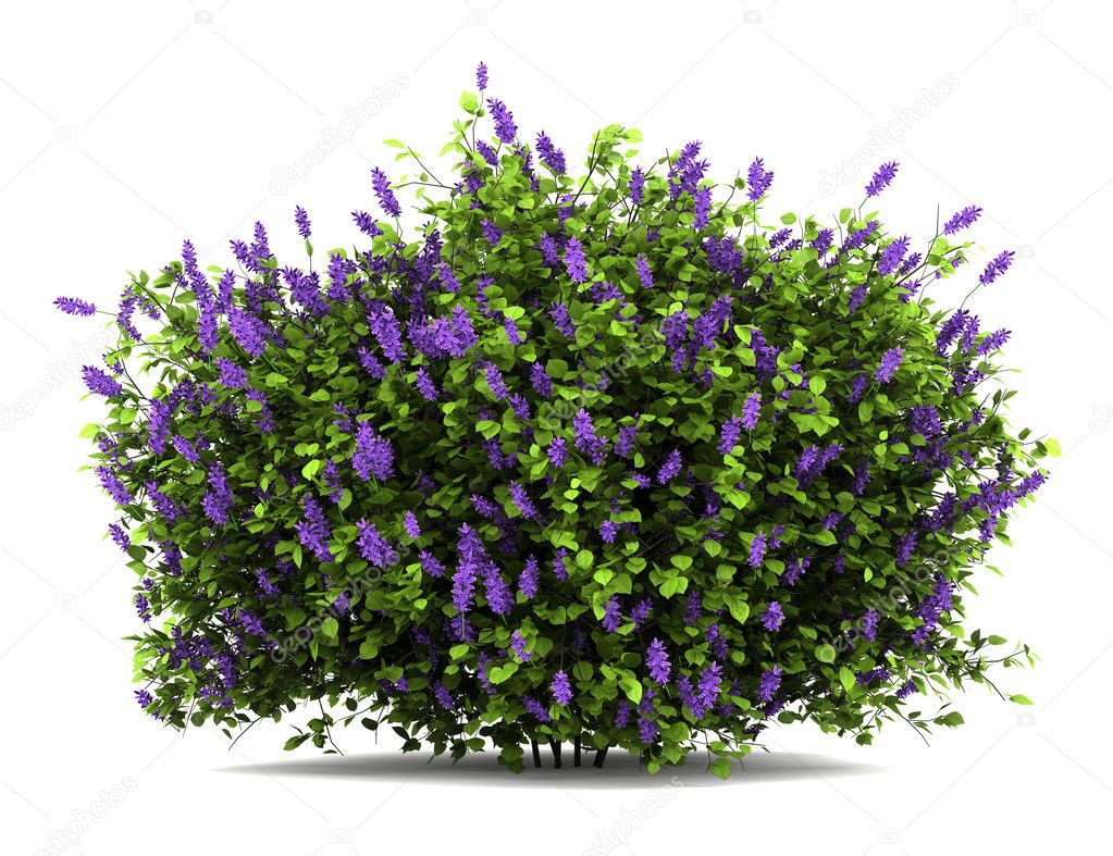 Garden Flowers Coloring Pages #9 Garden Flowers Coloring Pages #9