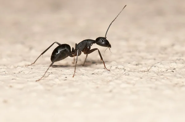 Ant in wall — Stock Photo #10380890