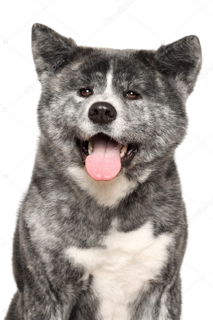 Akita Inu Hund portrait — Stockfoto © FotoJagodka 9403151