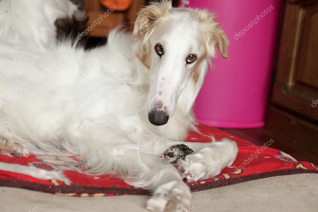 depositphotos_9403154-Greyhound-Russian-borzoi-resting.jpg