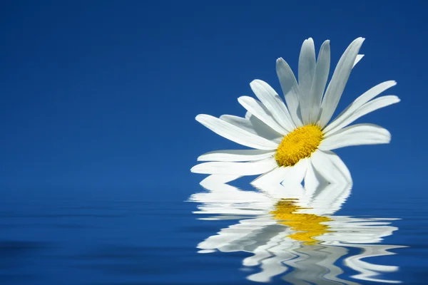 Camomile flower with reflection