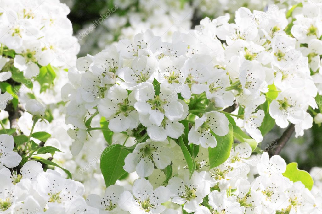 весенние цветы белого цвета