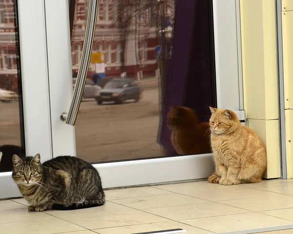 Cats in line at a beauty salon.