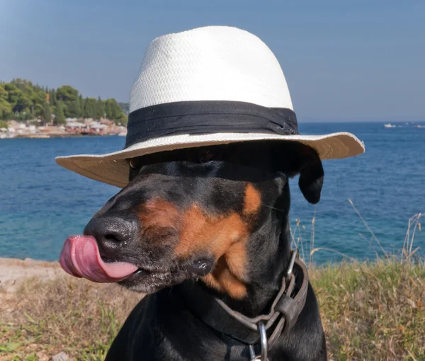 Cool dog with hat licking its nose