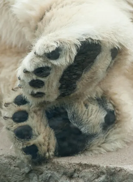 A polar bears paws