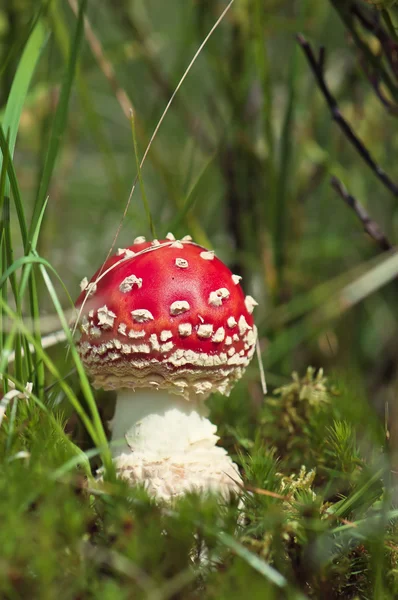 Red Amanita in the woods