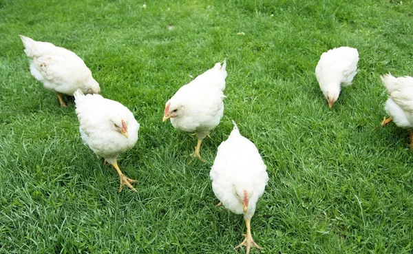 Farmer white chickens
