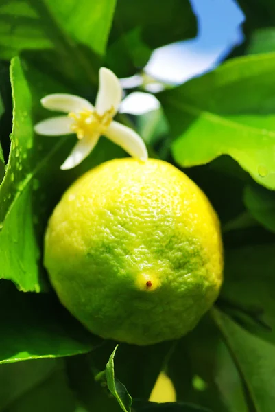 Green lemon on lemon tree.
