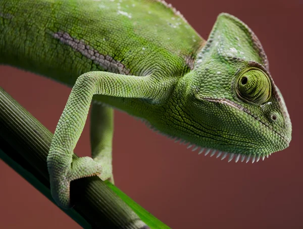 Green animal, Chameleon
