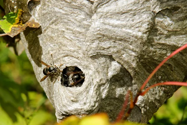 Bald-faced hornets on nest